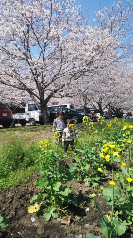 saitobaru